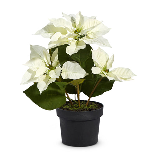 17 Potted Classic White Poinsetta