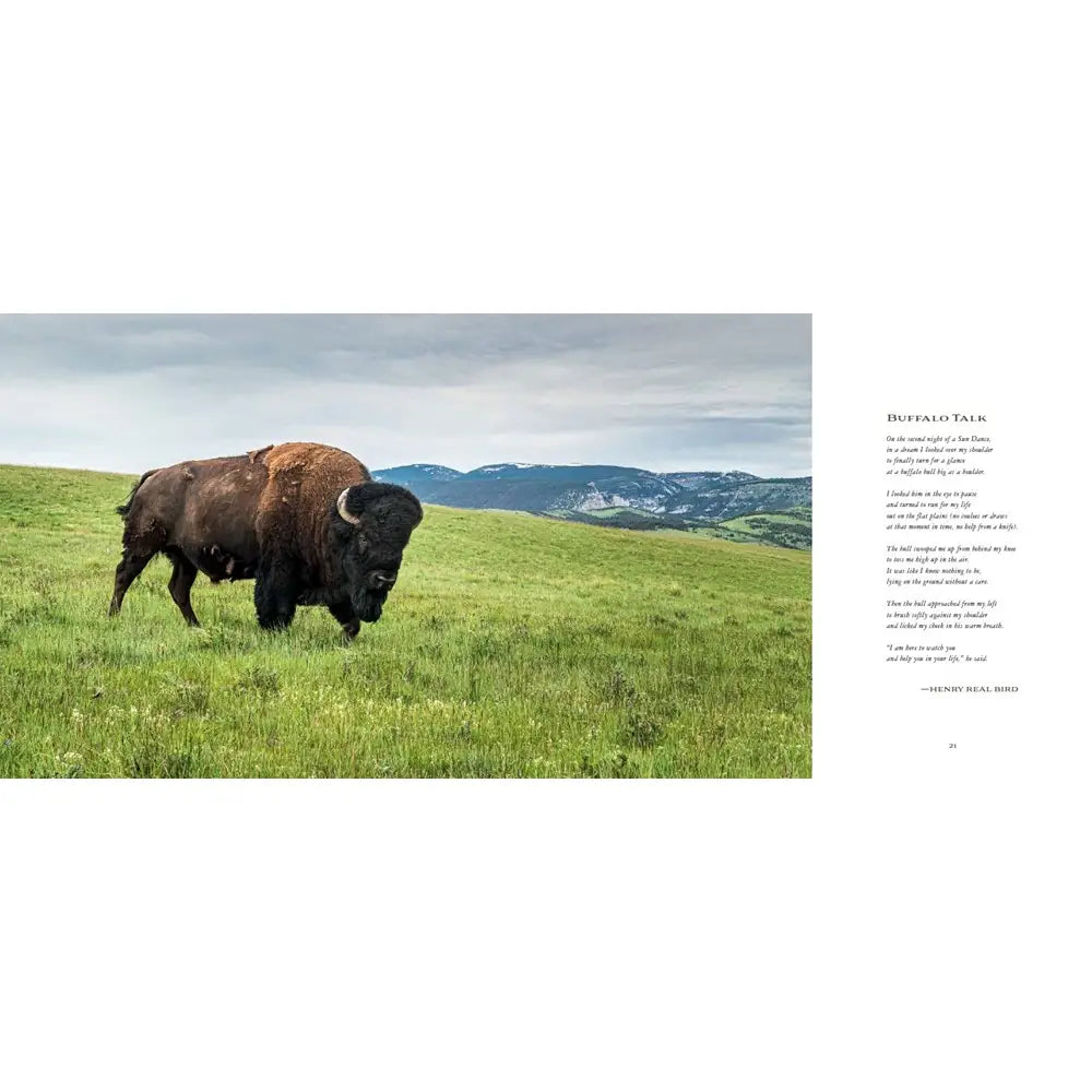 Bison: Portrait Of An Icon